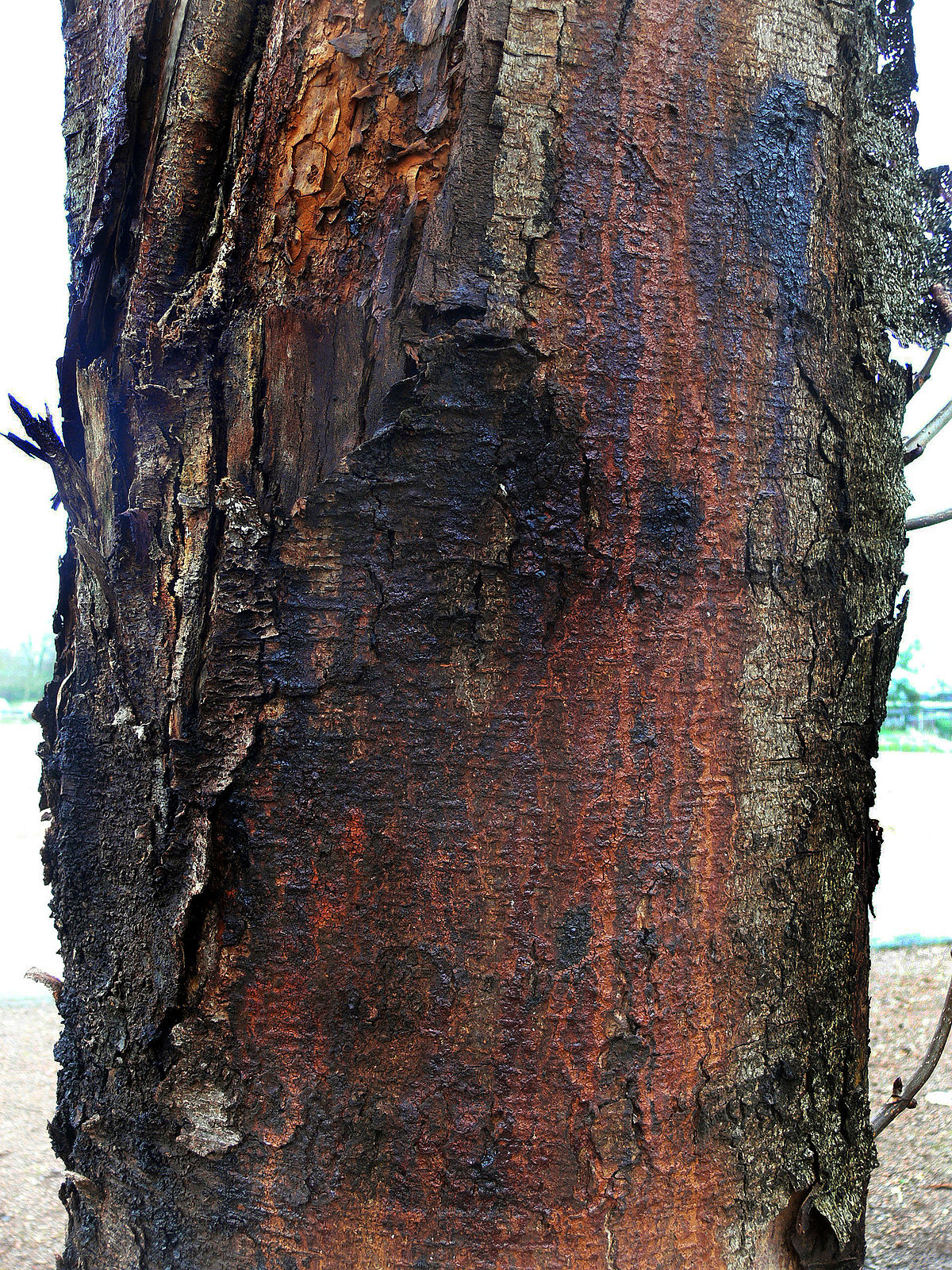 Pseudomonas syringae