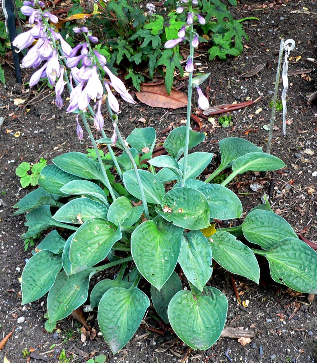 Hosta (genre)