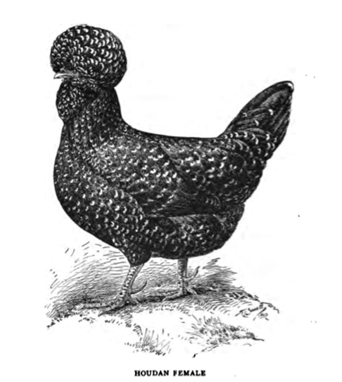 Poule de Houdan
