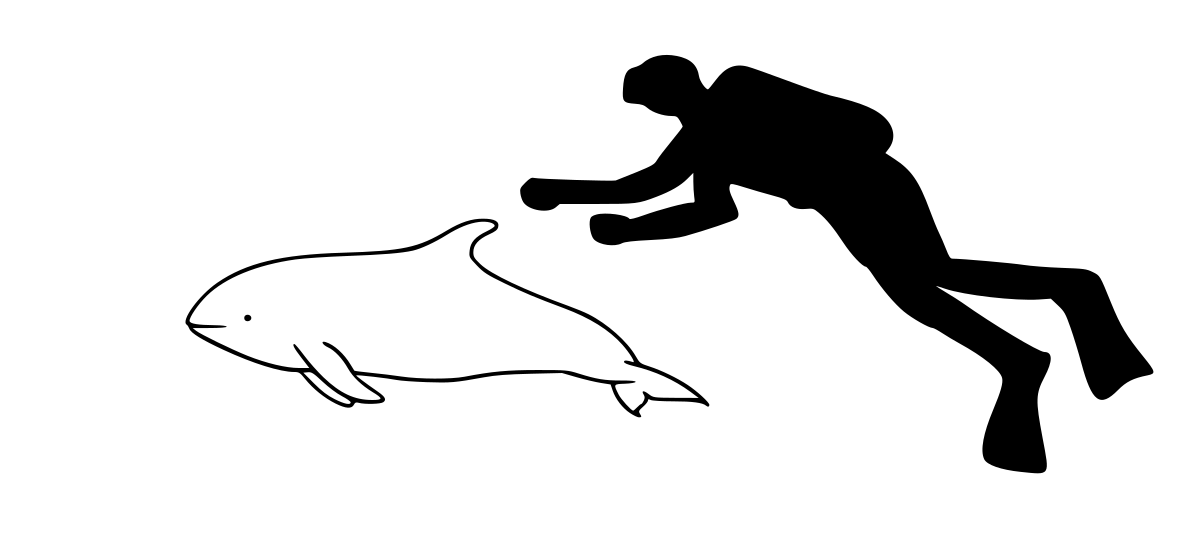 Lagenorhynchus cruciger
