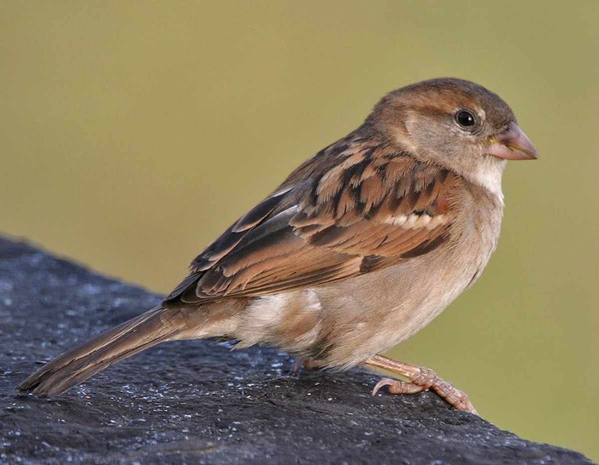 House Sparrow (Passer domesticus)- Female in Kolkata I IMG 3787 (cropped).jpg