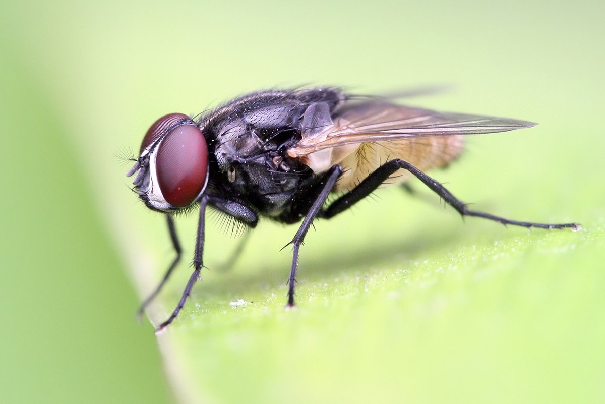Mouche domestique