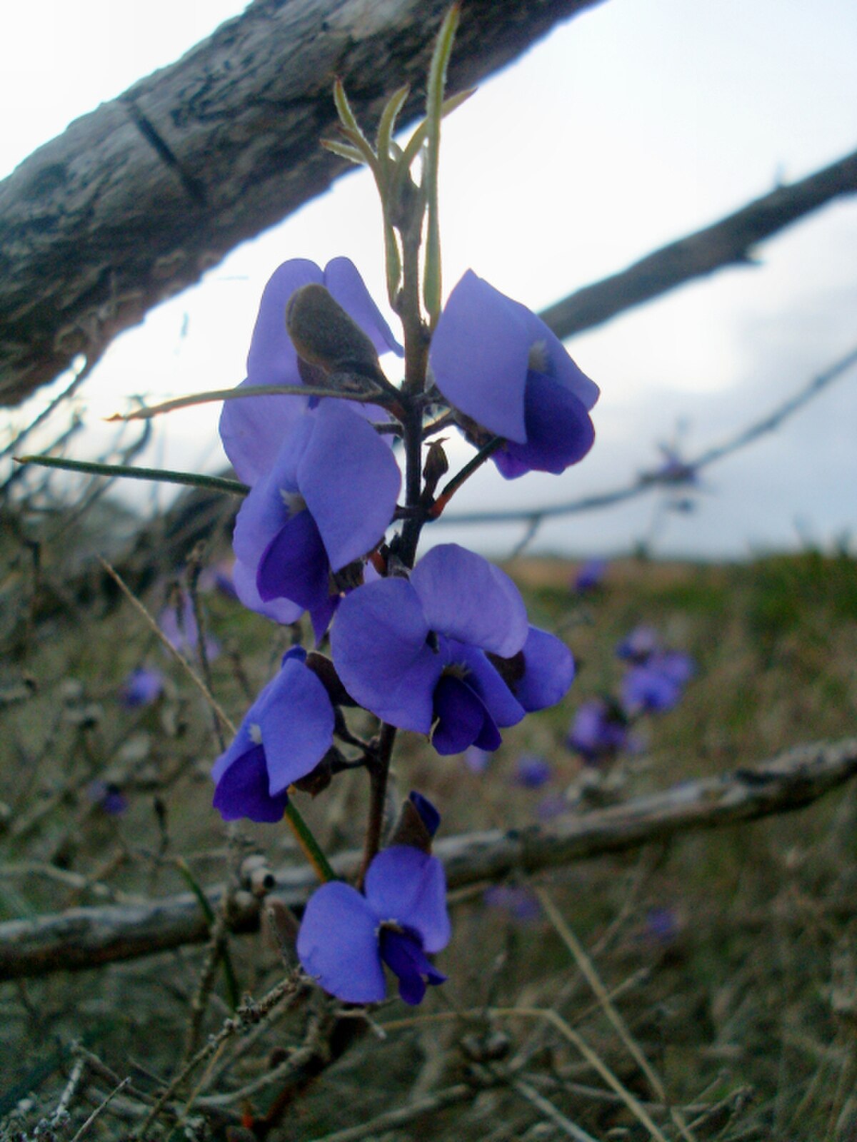 Hovea
