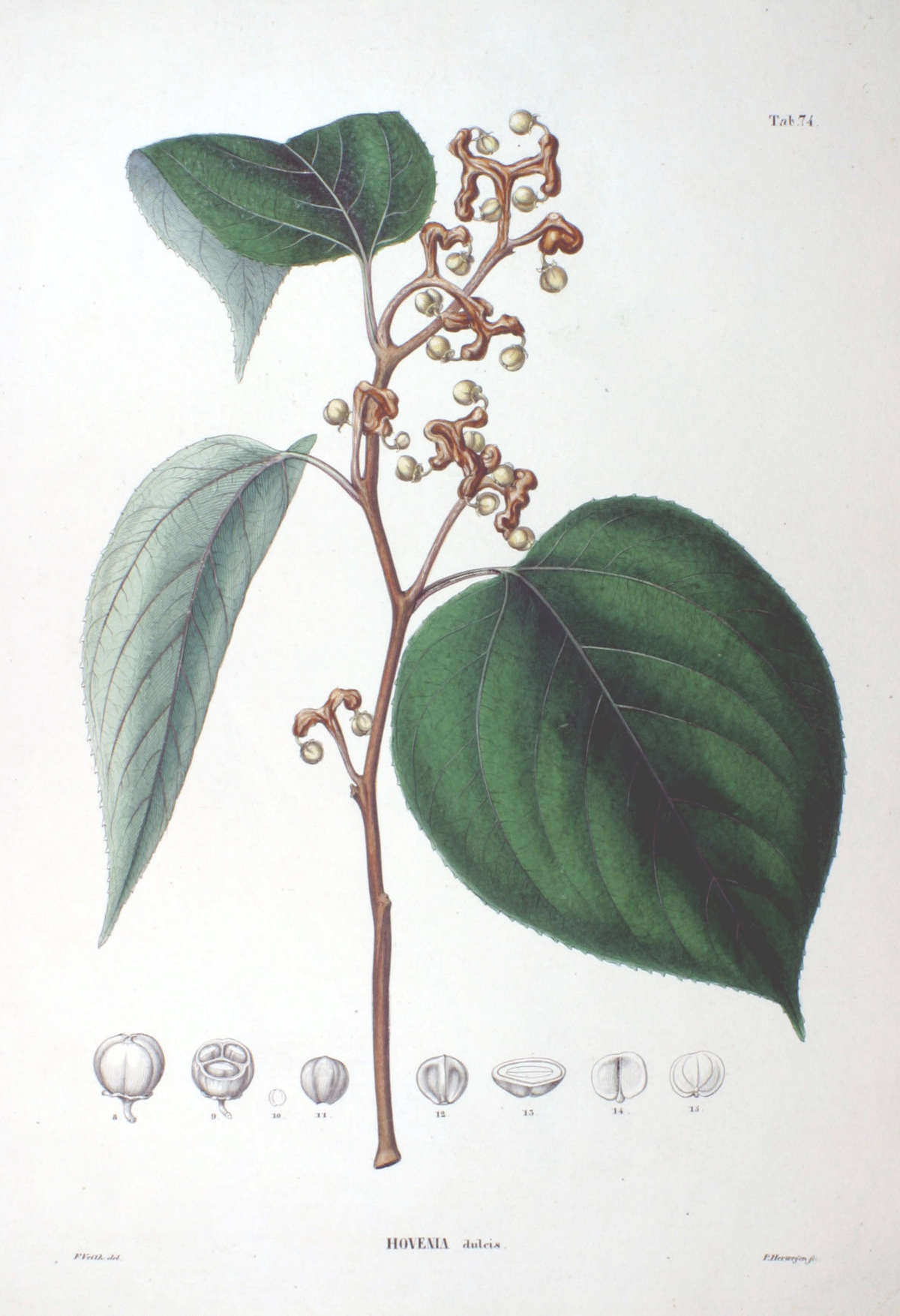Raisinier de Chine
