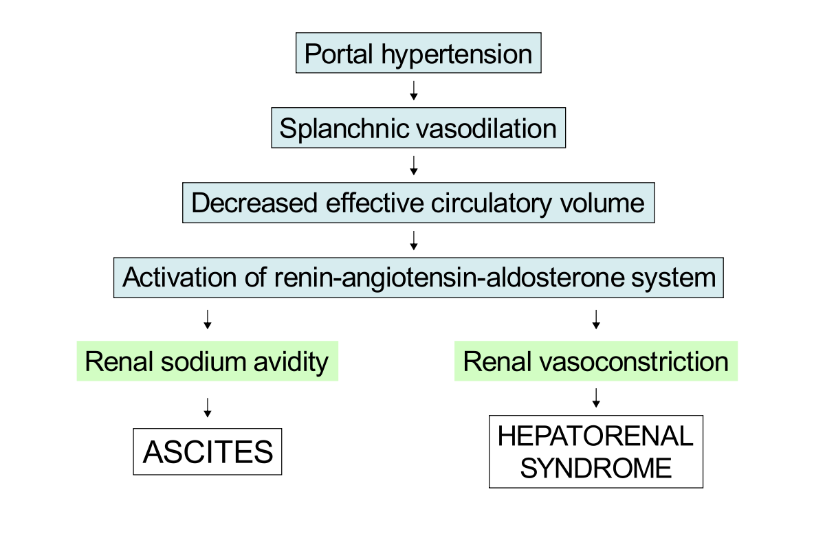 Syndrome hépato-rénal