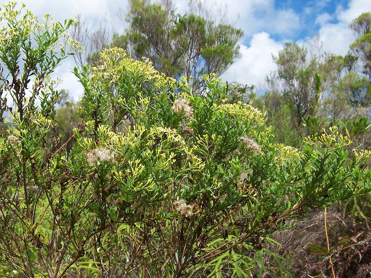 Buisson d'ambaville : fleurs et fruits