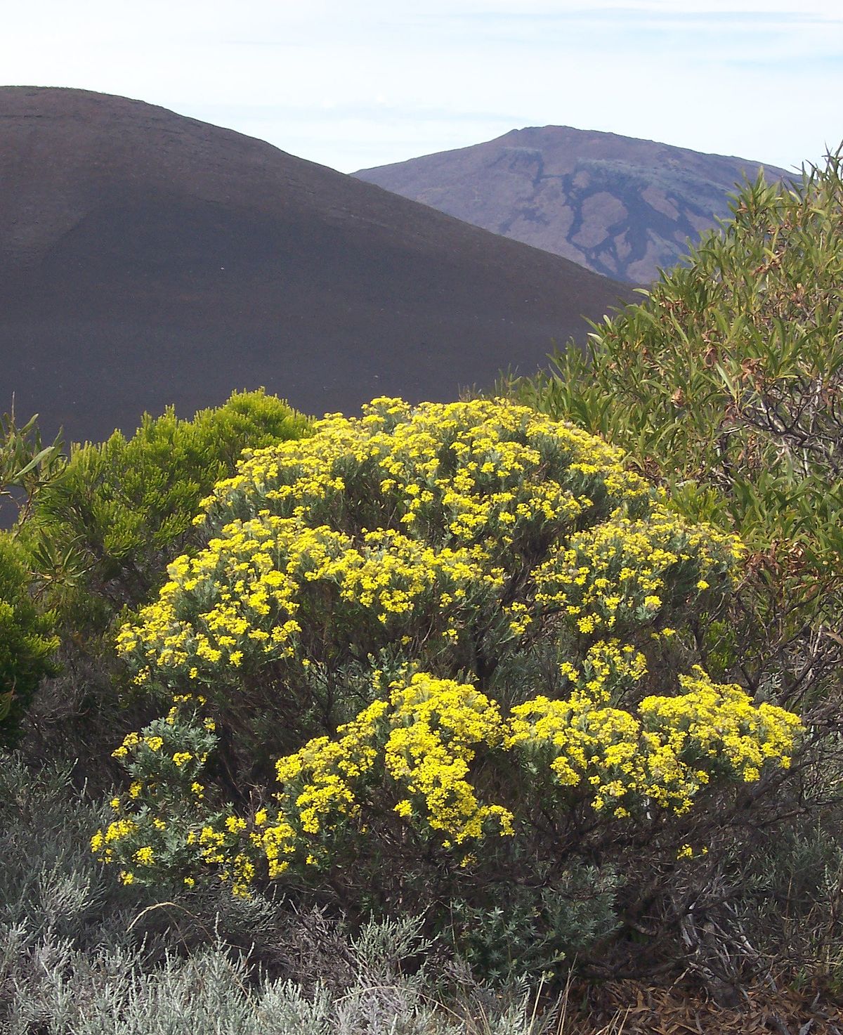 Buisson en fleurs devant le Piton de la Fournaise