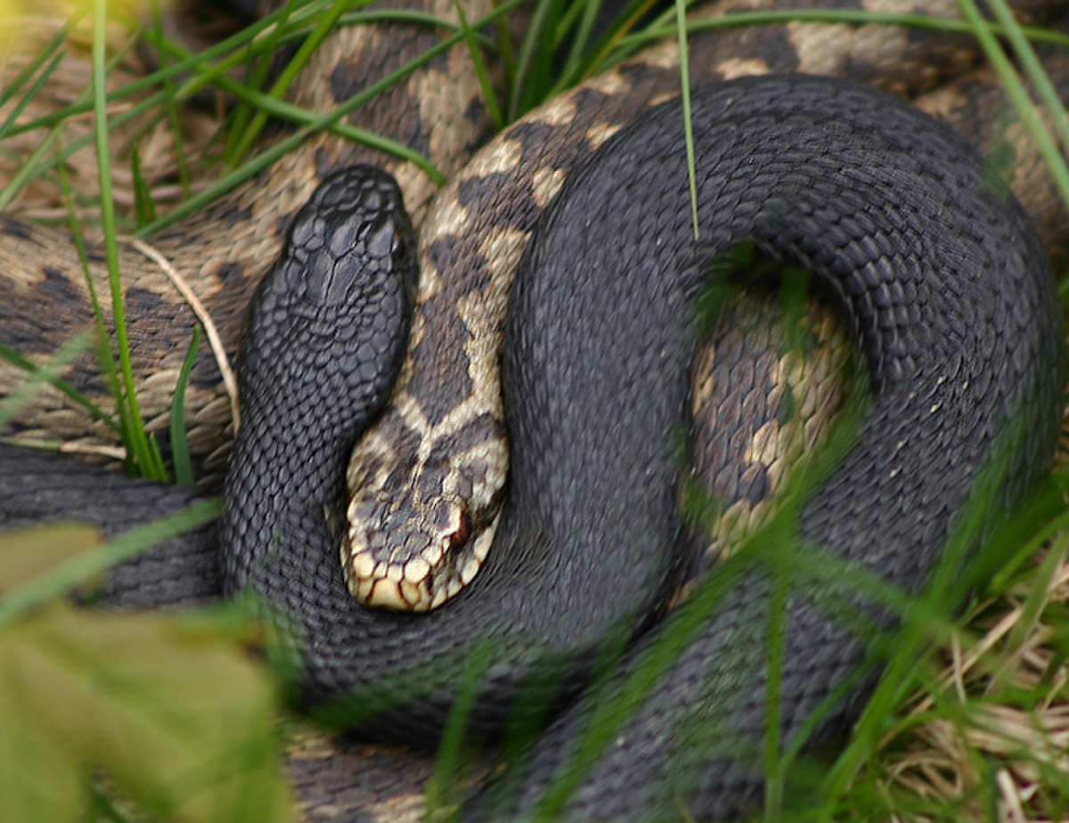 Vipera