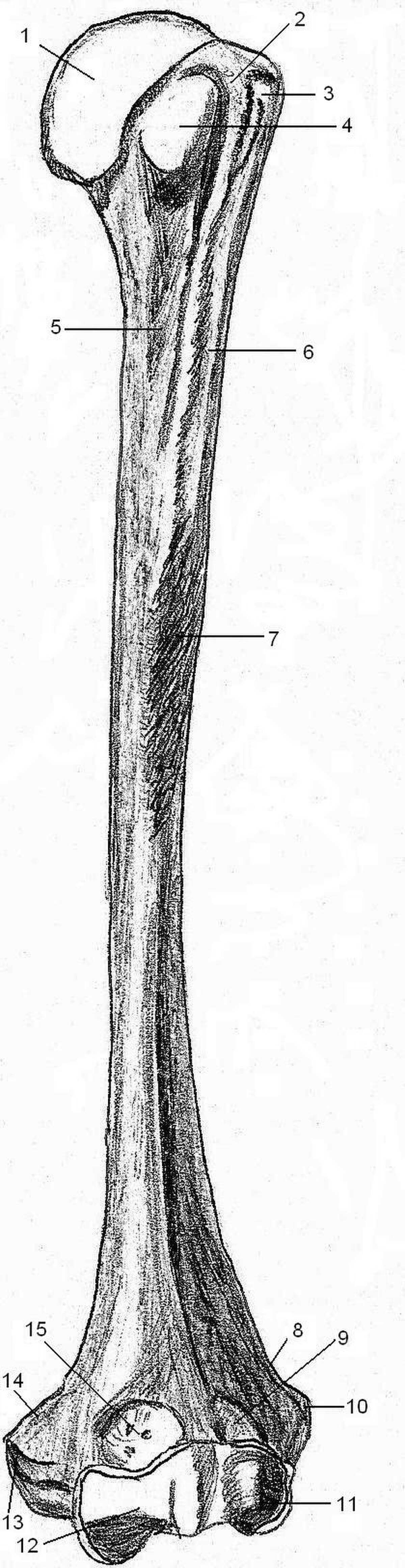 Humérus