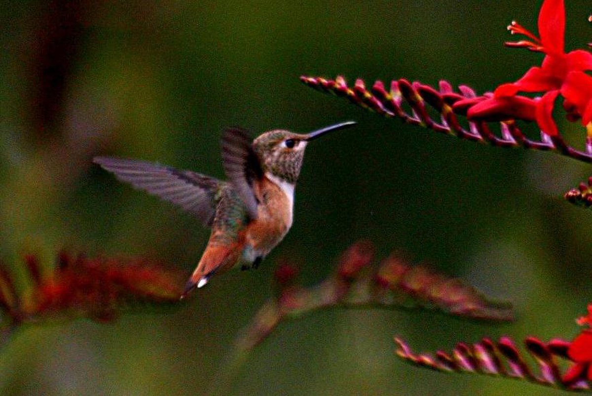 L'oiseau-mouche (à gauche) et le moro sphinx (Lepidoptera,Sphingidae) (à droite) ont en commun un bec long adapté pour puiser le nectar et une capacité au vol stationnaire.