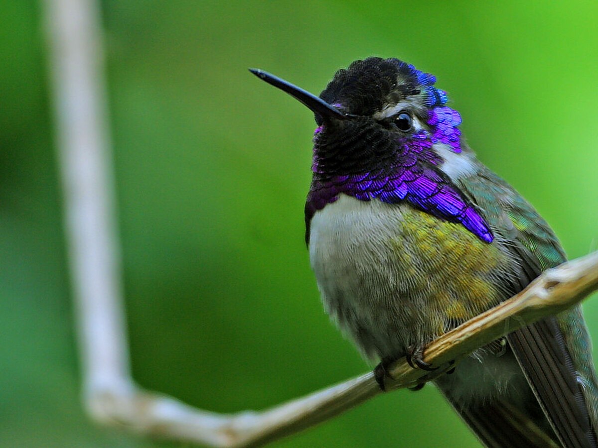 Colibri de Costa