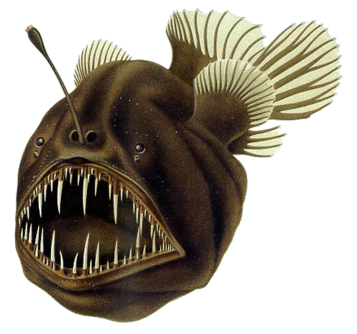 Melanocetidae