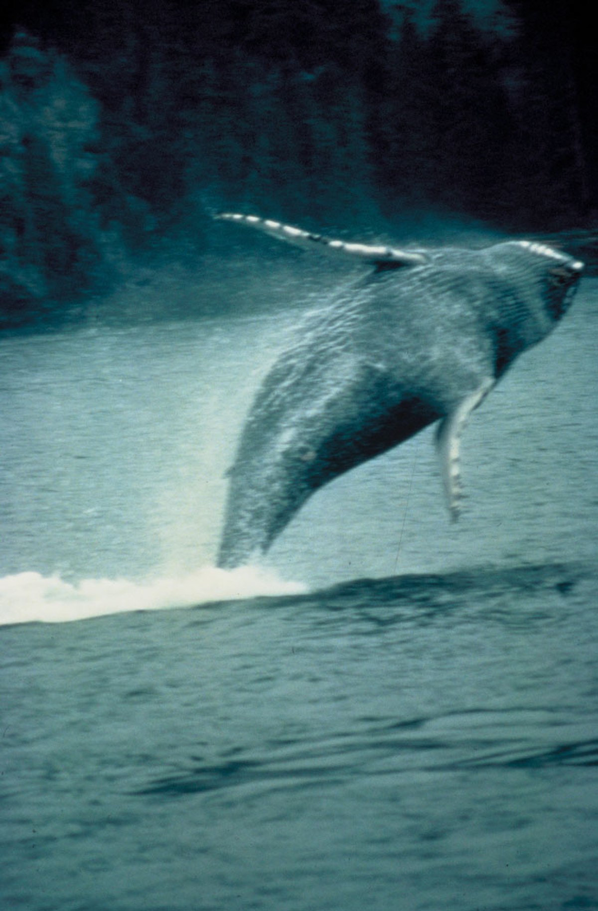 Humpback whale.jpg