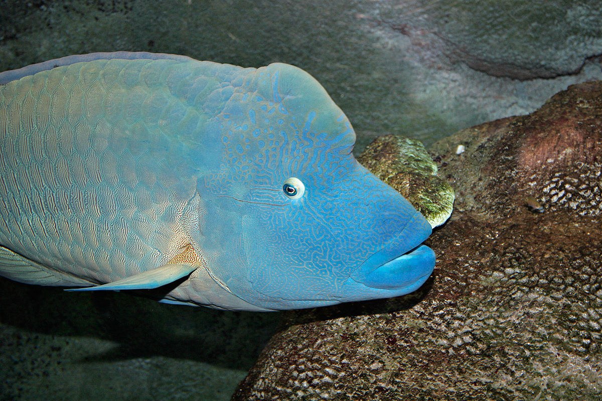 Napoléon (poisson)