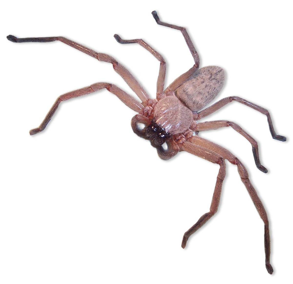 Sparassidae