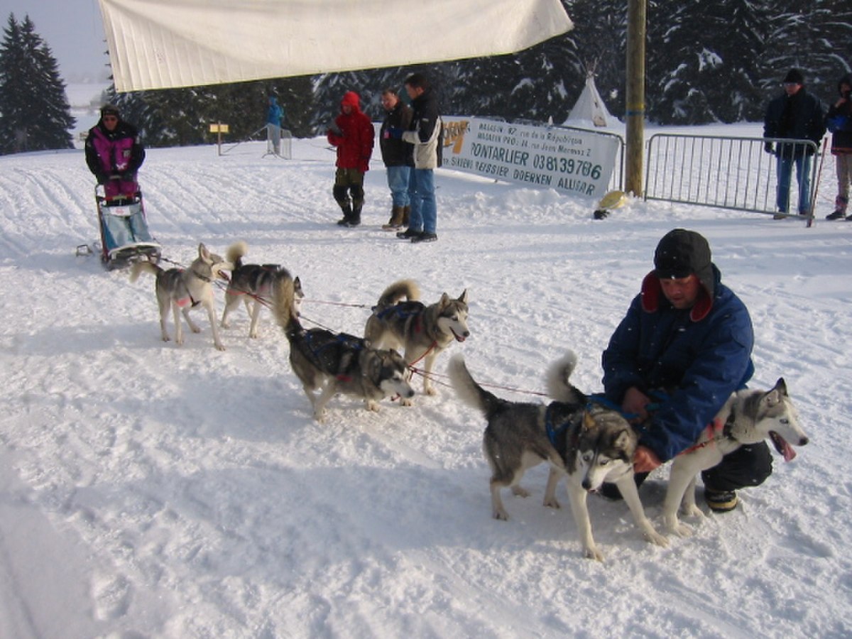 Husky 1.JPG