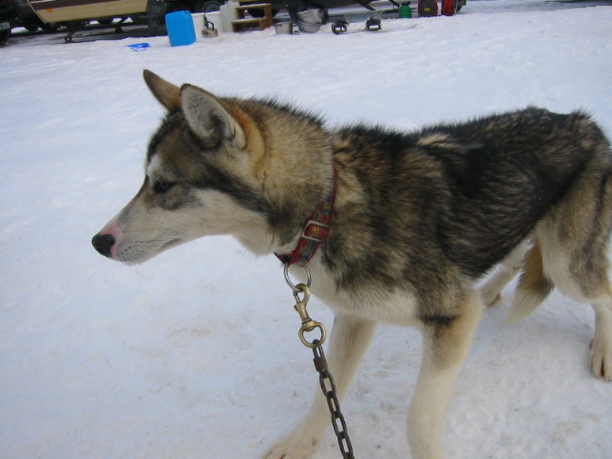 Husky 4.JPG