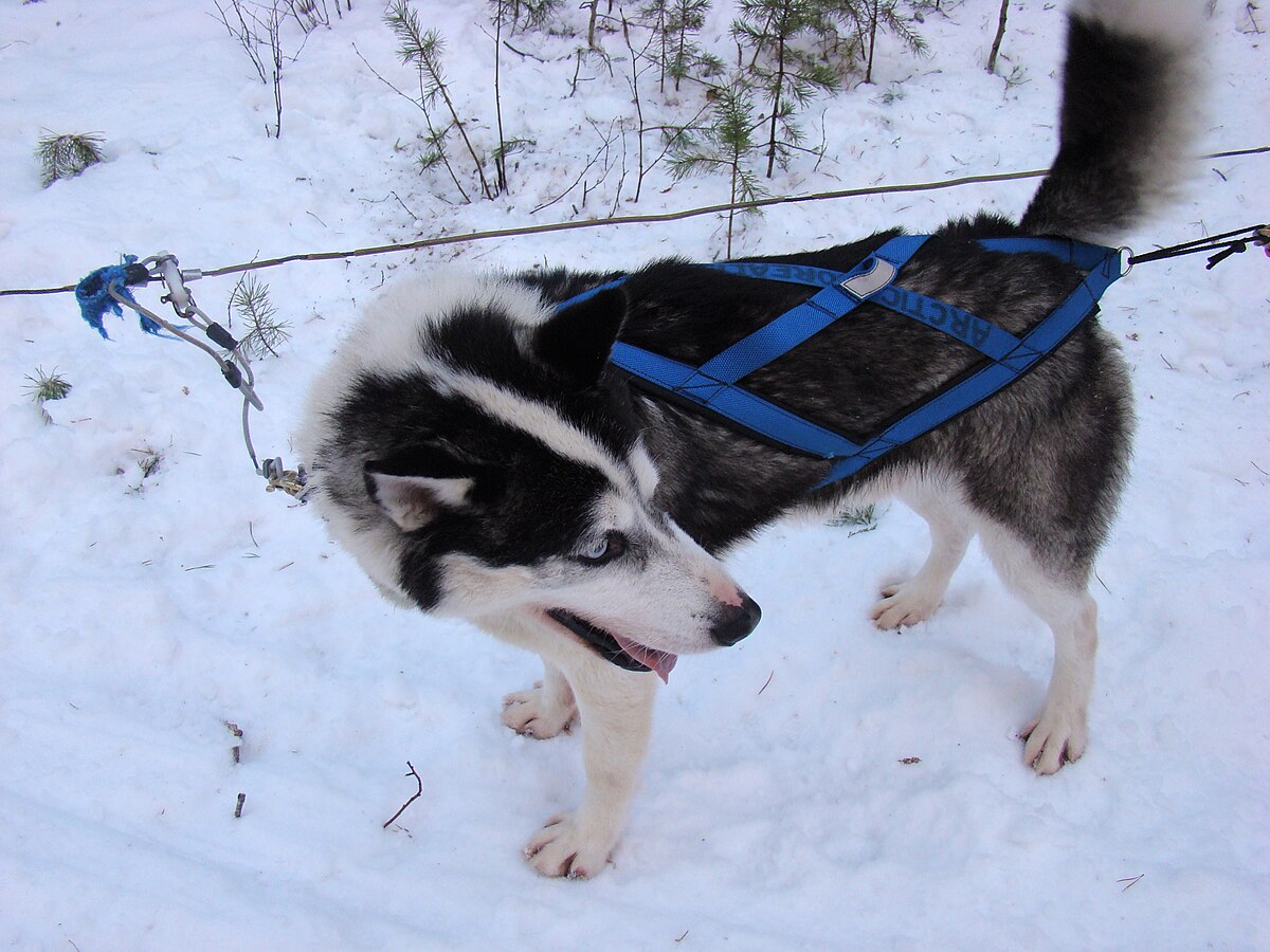 Chien d'attelage