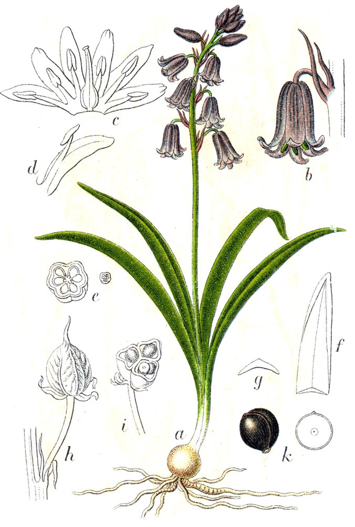 Jacinthe des bois