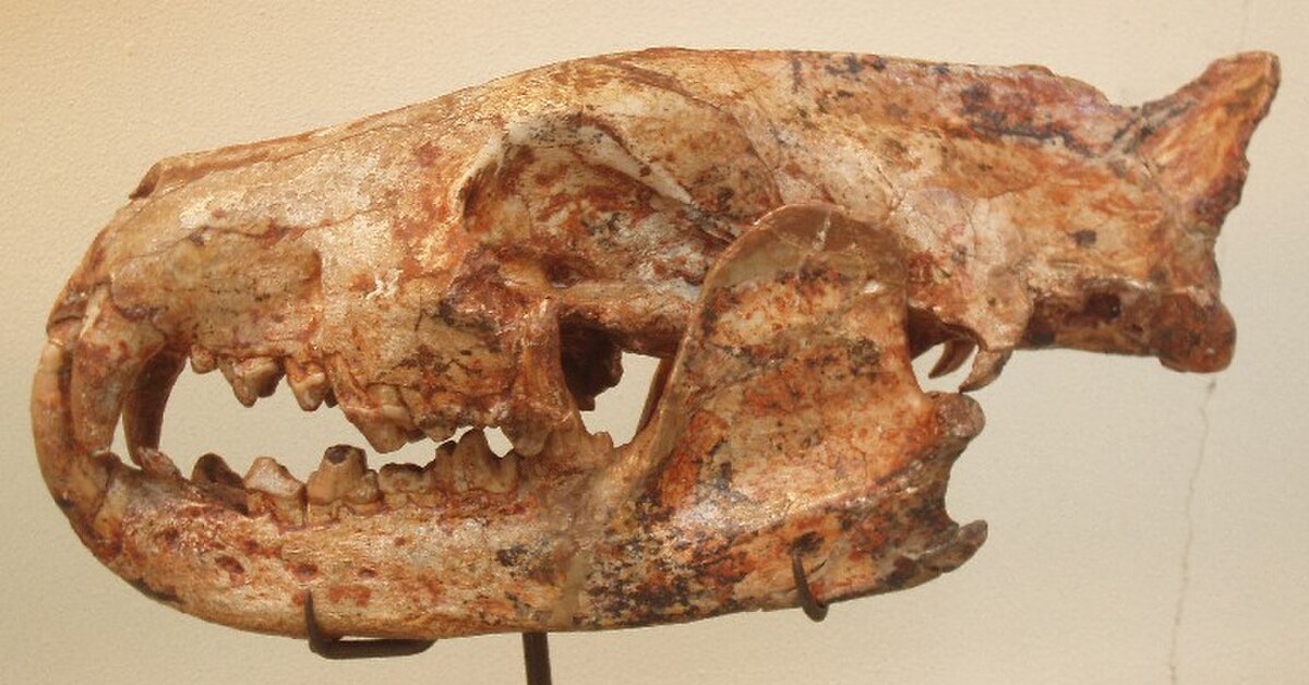 Creodonta