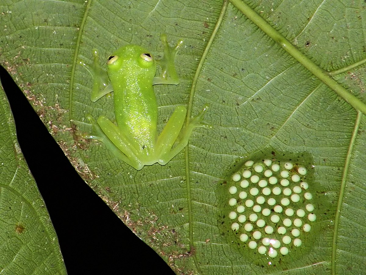 Hyalinobatrachium colymbiphyllum