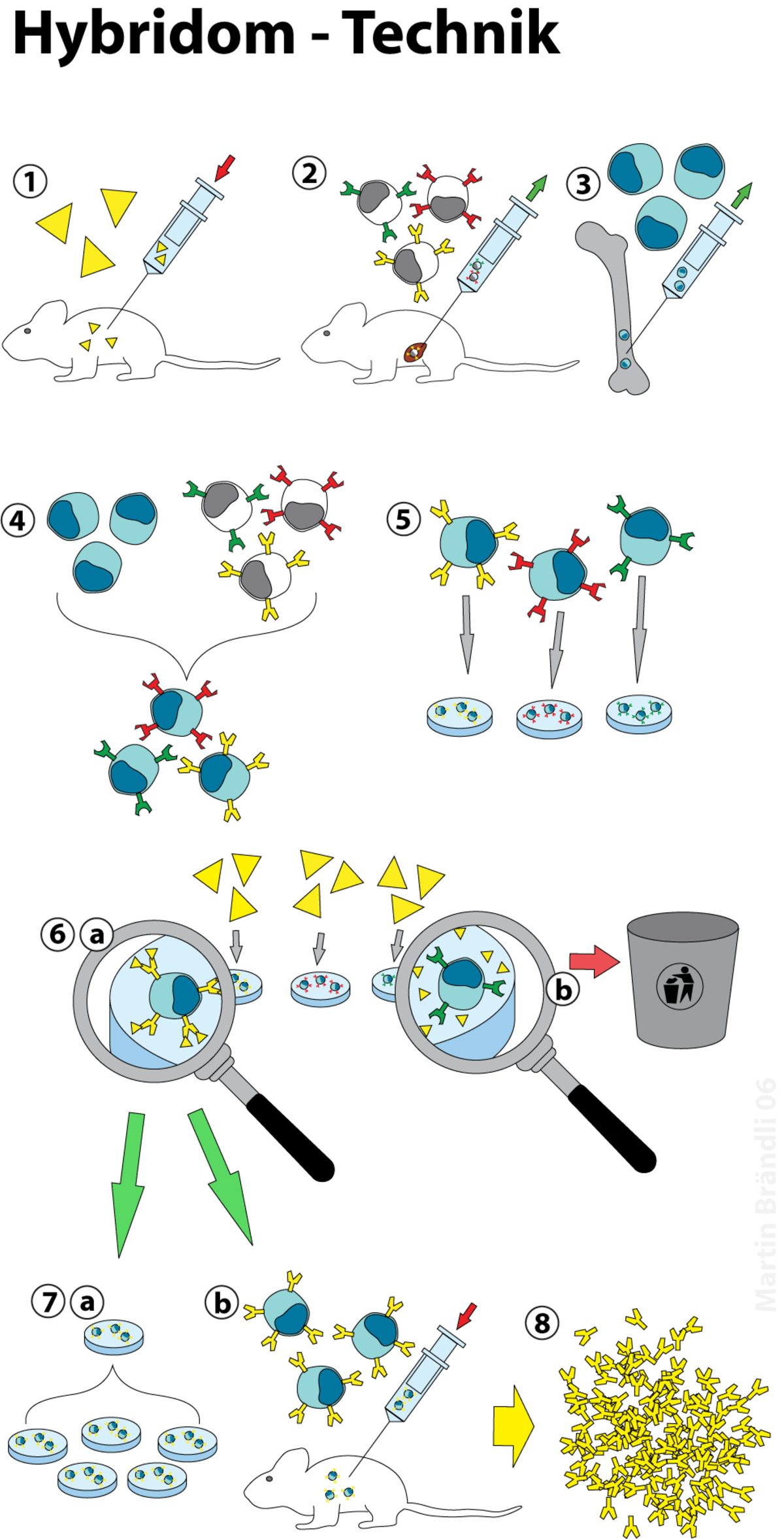 Anticorps monoclonal