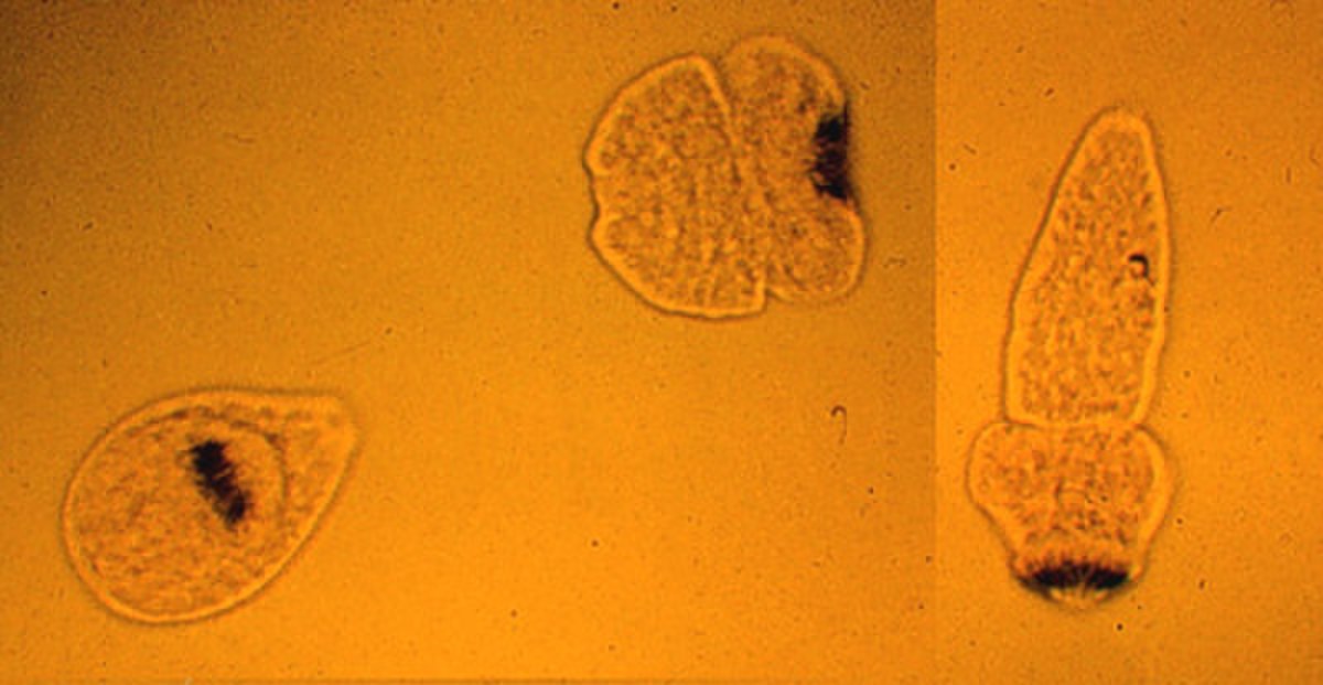 Echinococcus multilocularis