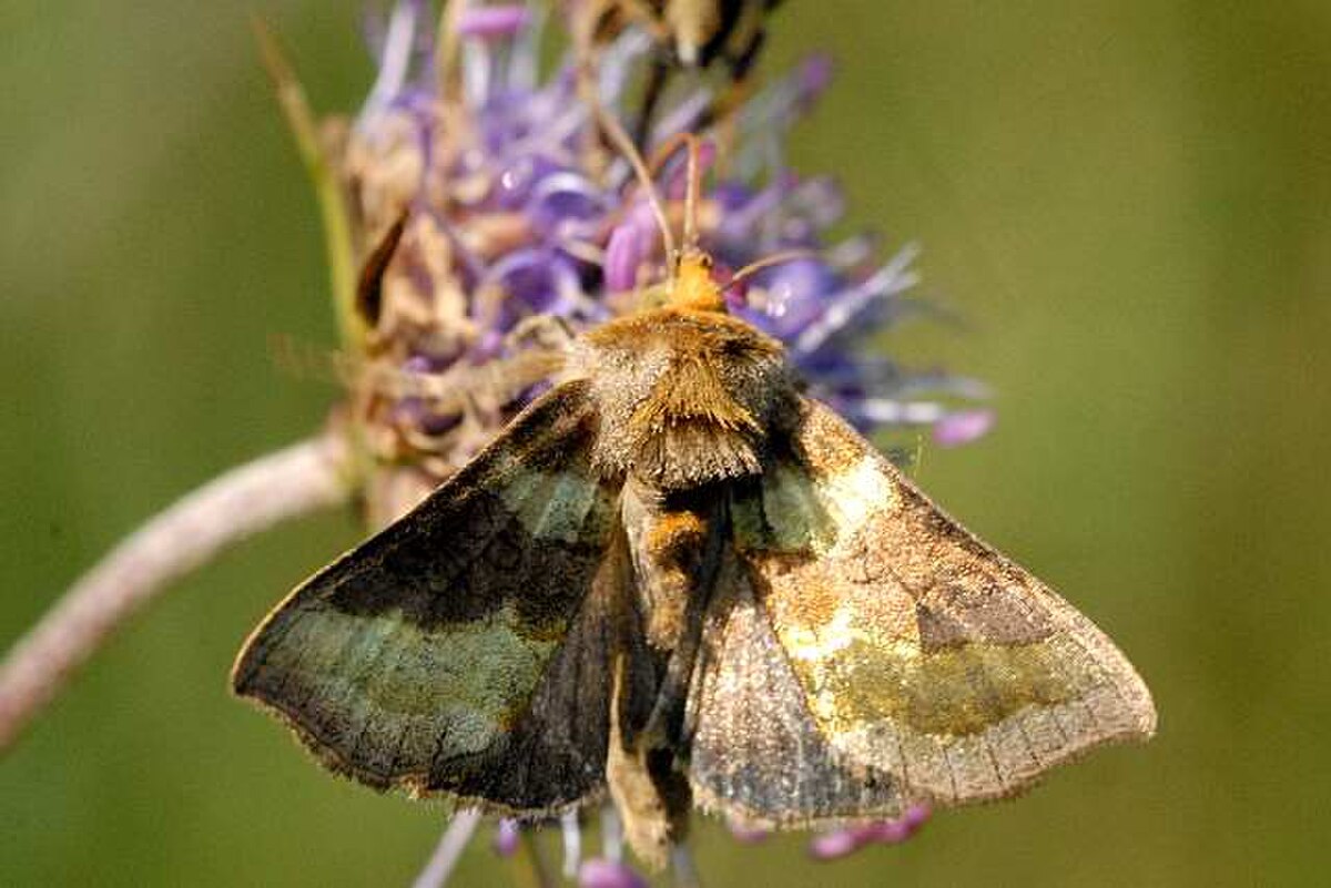 Noctuelle de la pomme de terre