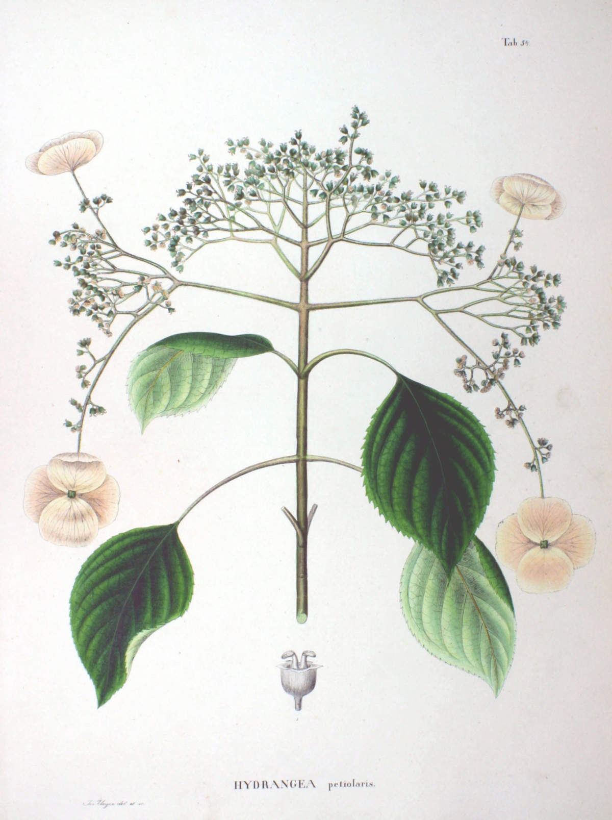 Hydrangea anomala