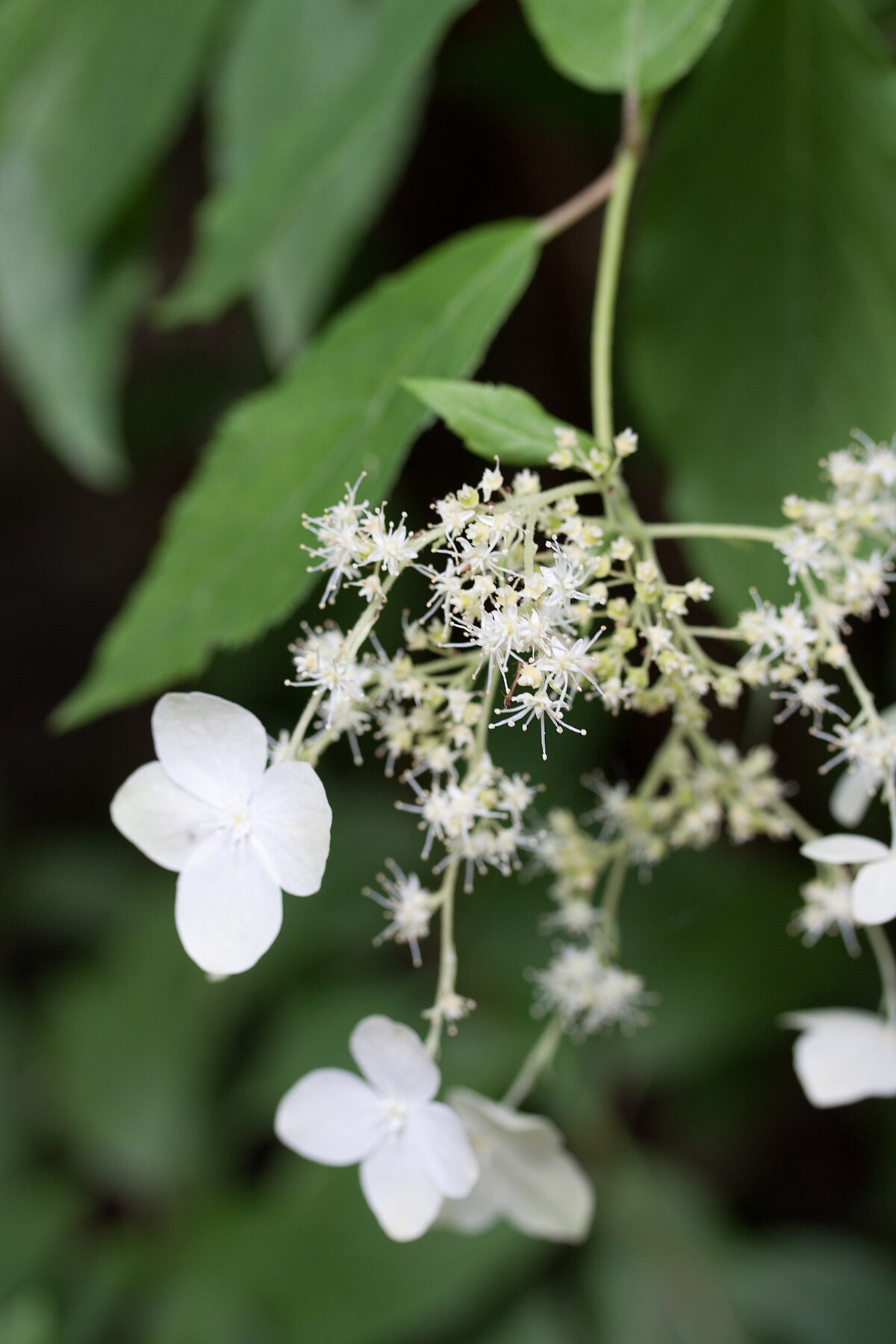 Hydrangea heteromalla