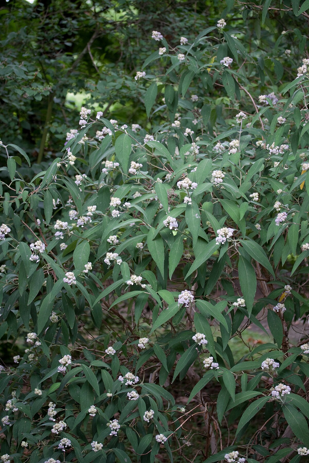 Hydrangea involucrata