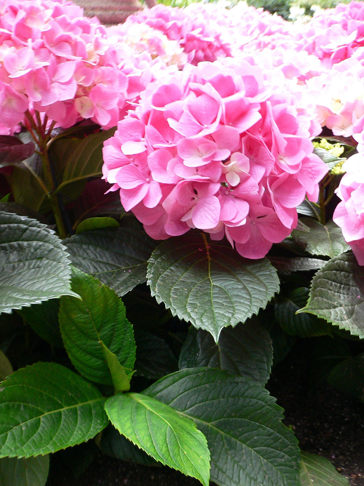 Hydrangea