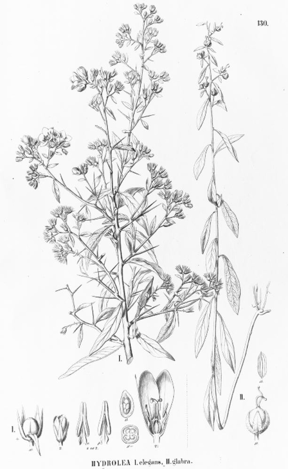 Hydroleaceae