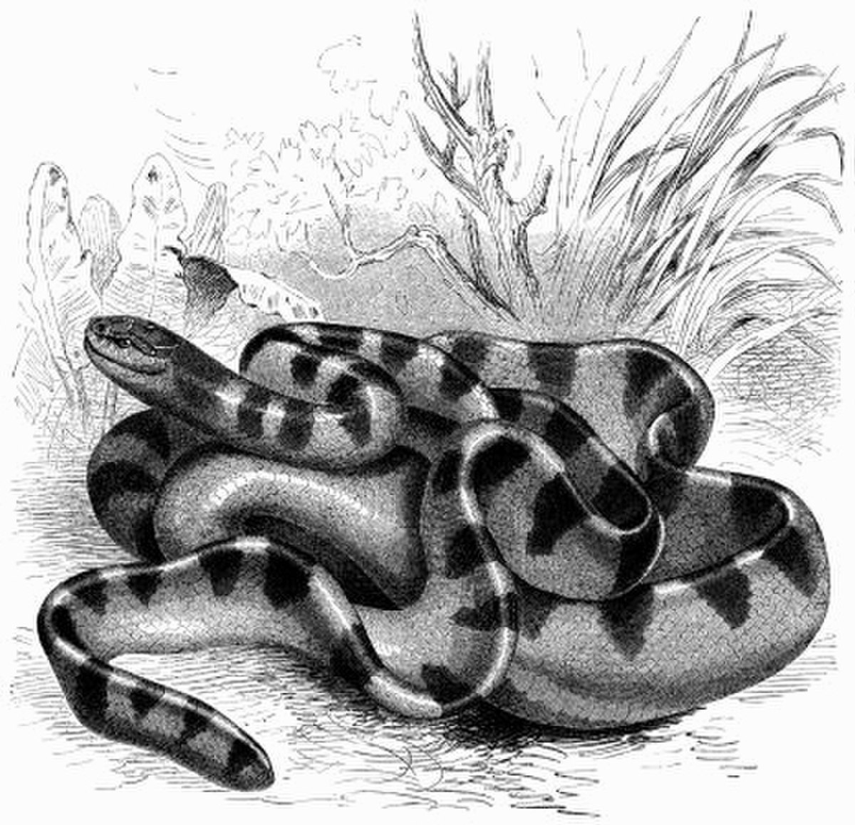 Hydrophis