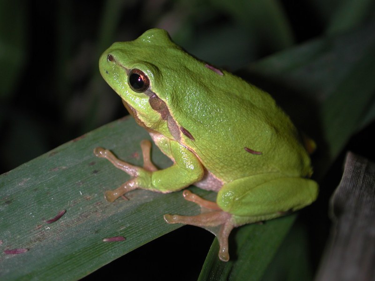 Hyla