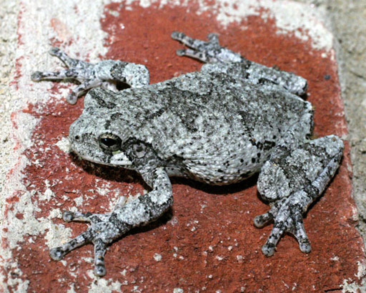 Hyla chrysoscelis