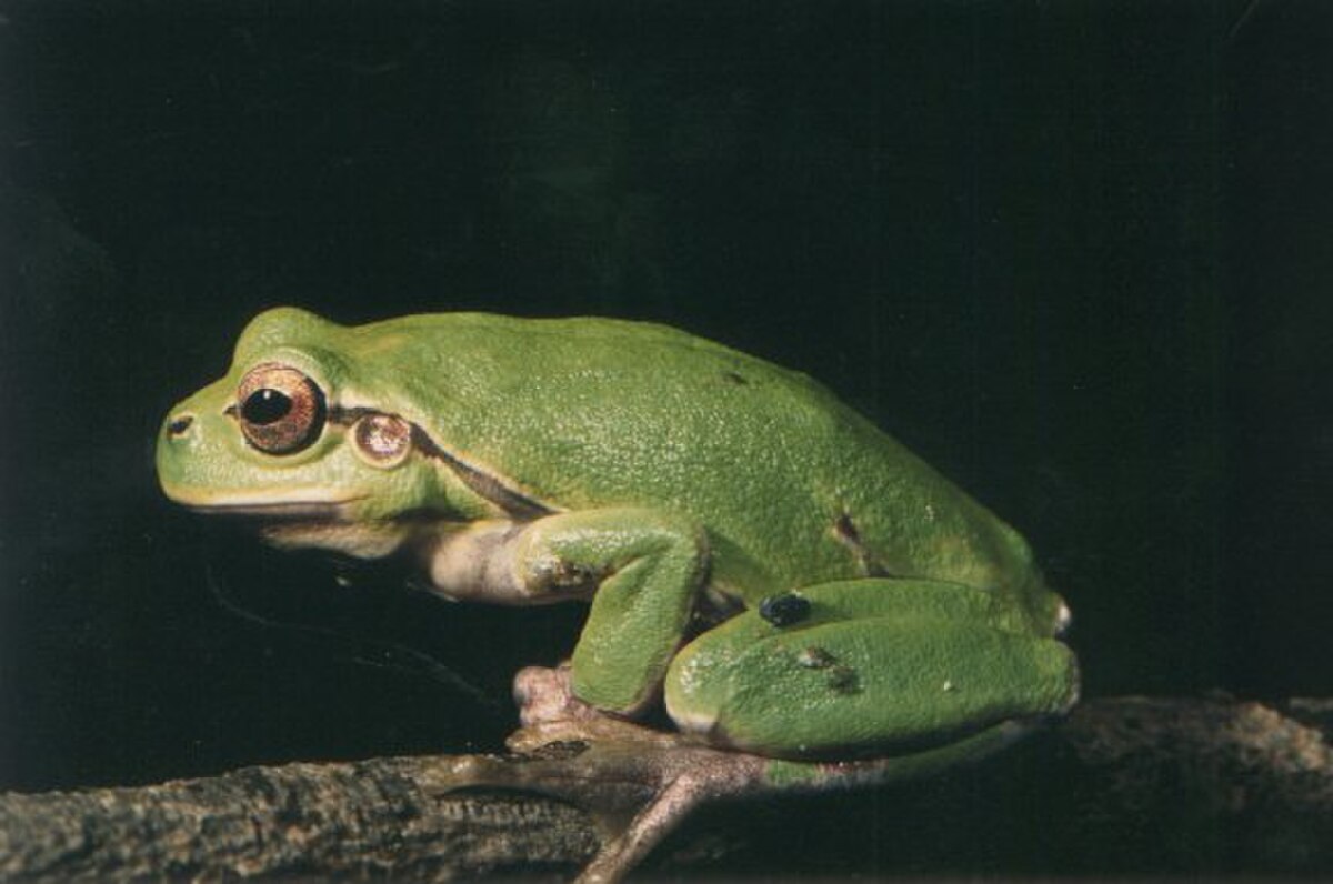 Hyla intermedia
