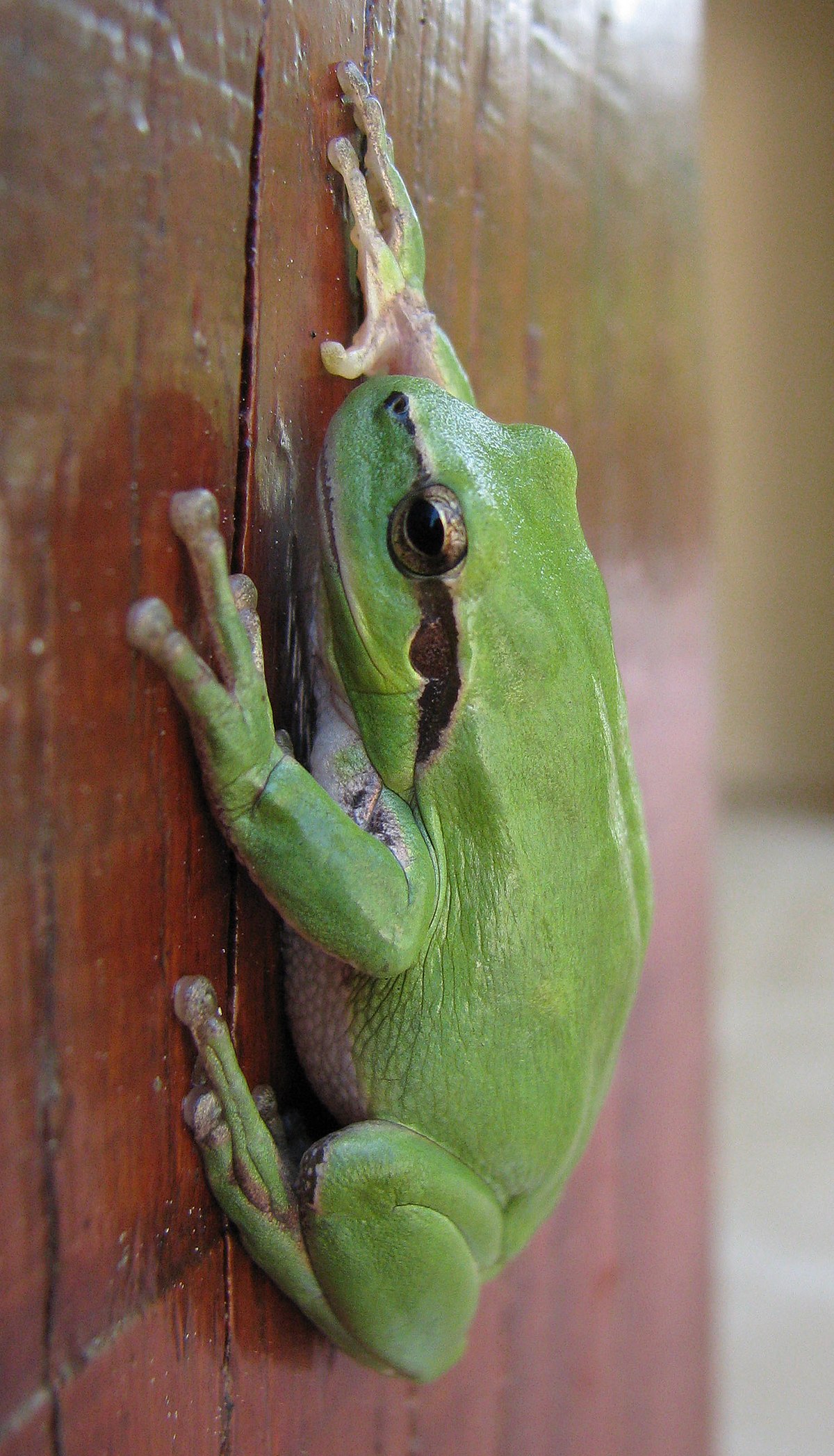 Hyla meridionalis