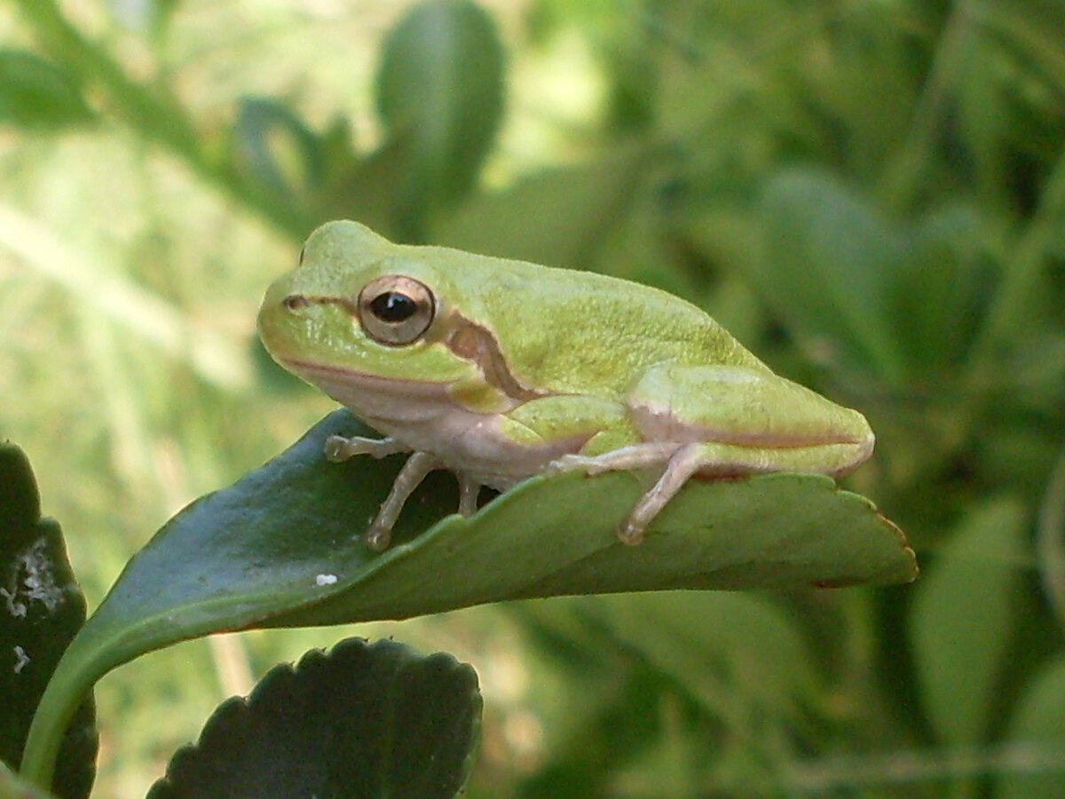 Hyla sarda