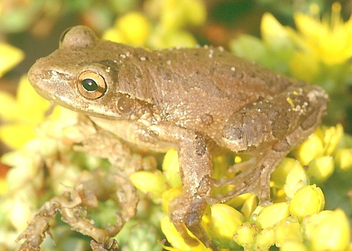 Osteopilus septentrionalis