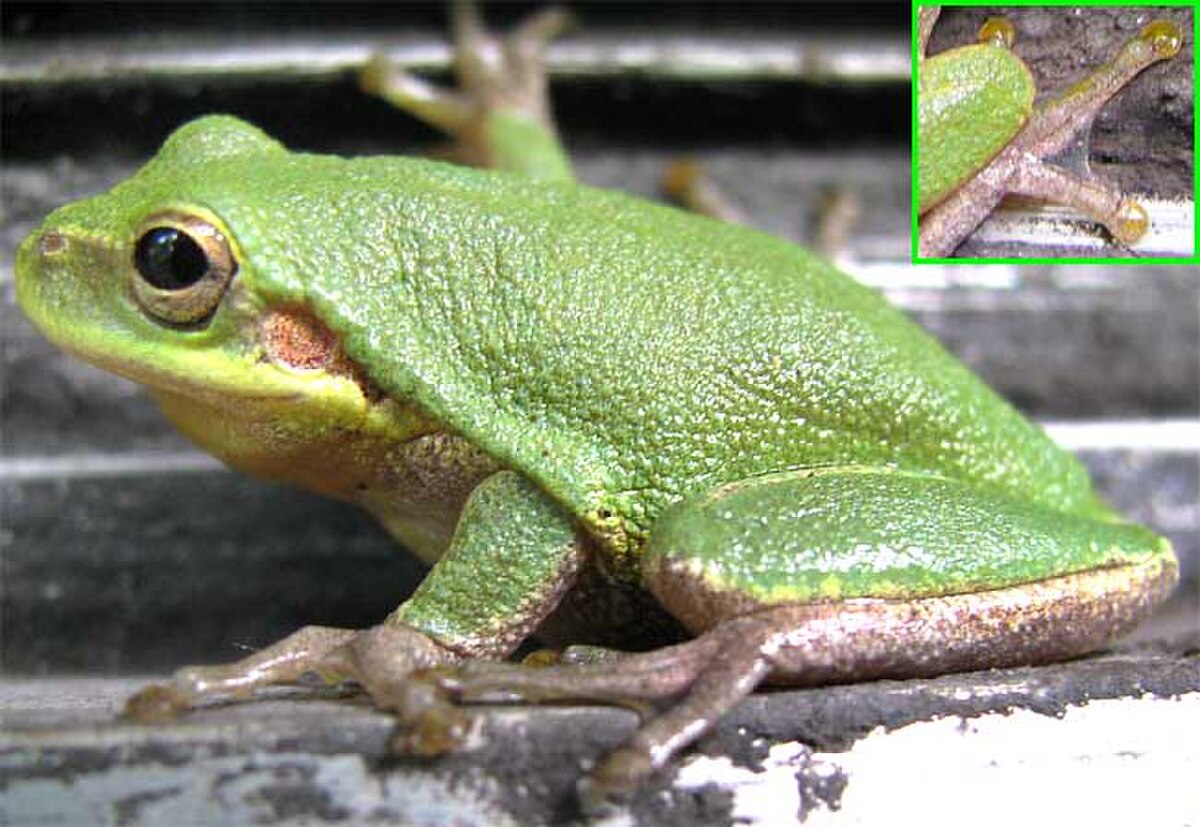 Hyla squirella