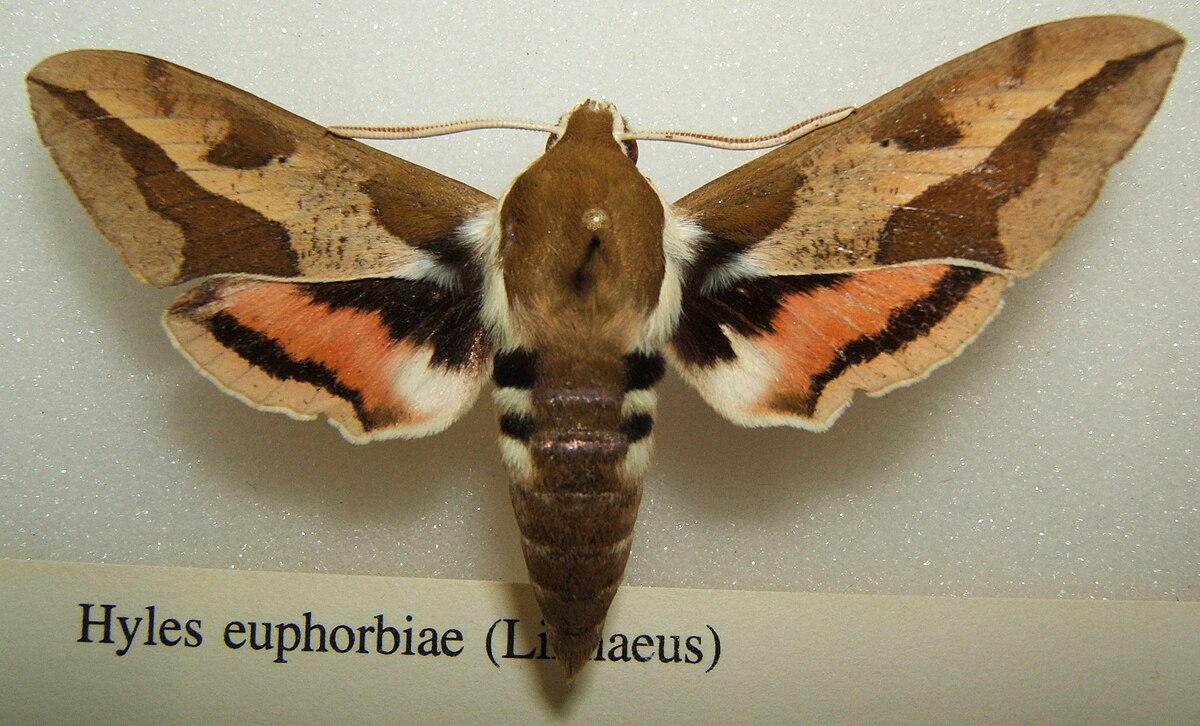 Sphinx de l'euphorbe