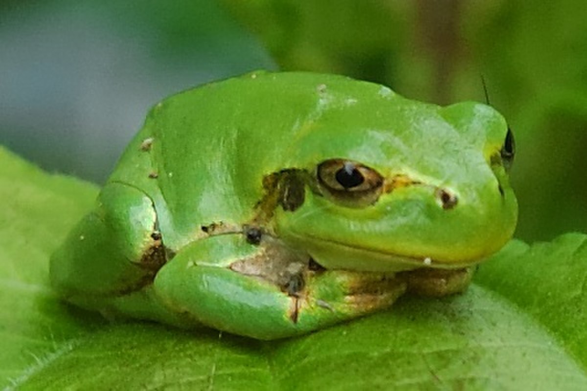 Hyla japonica