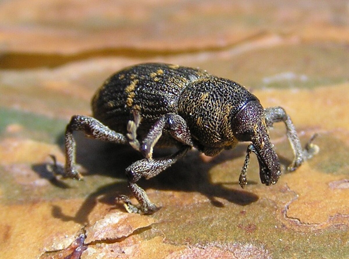 Molytinae