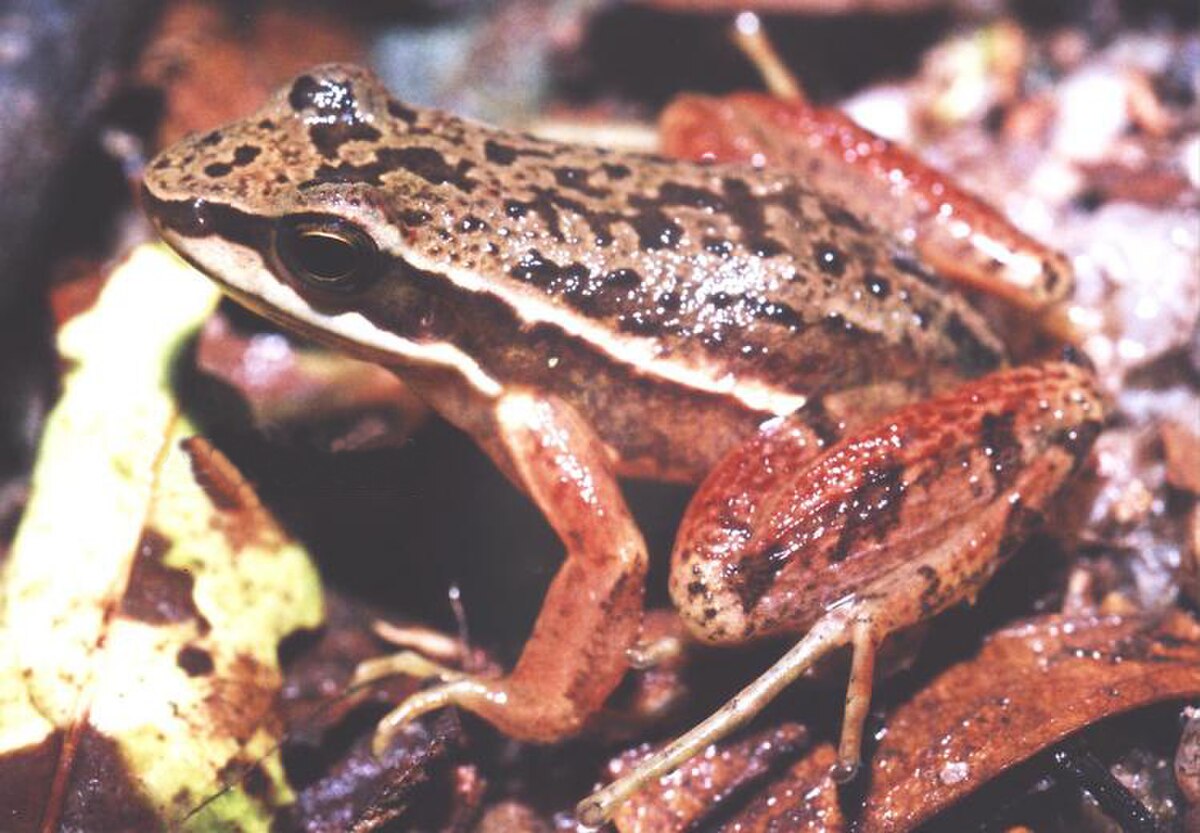 Hylodes sazimai