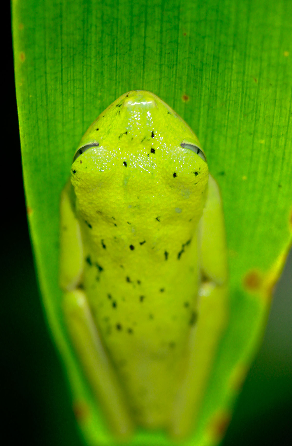 Agalychnis lemur