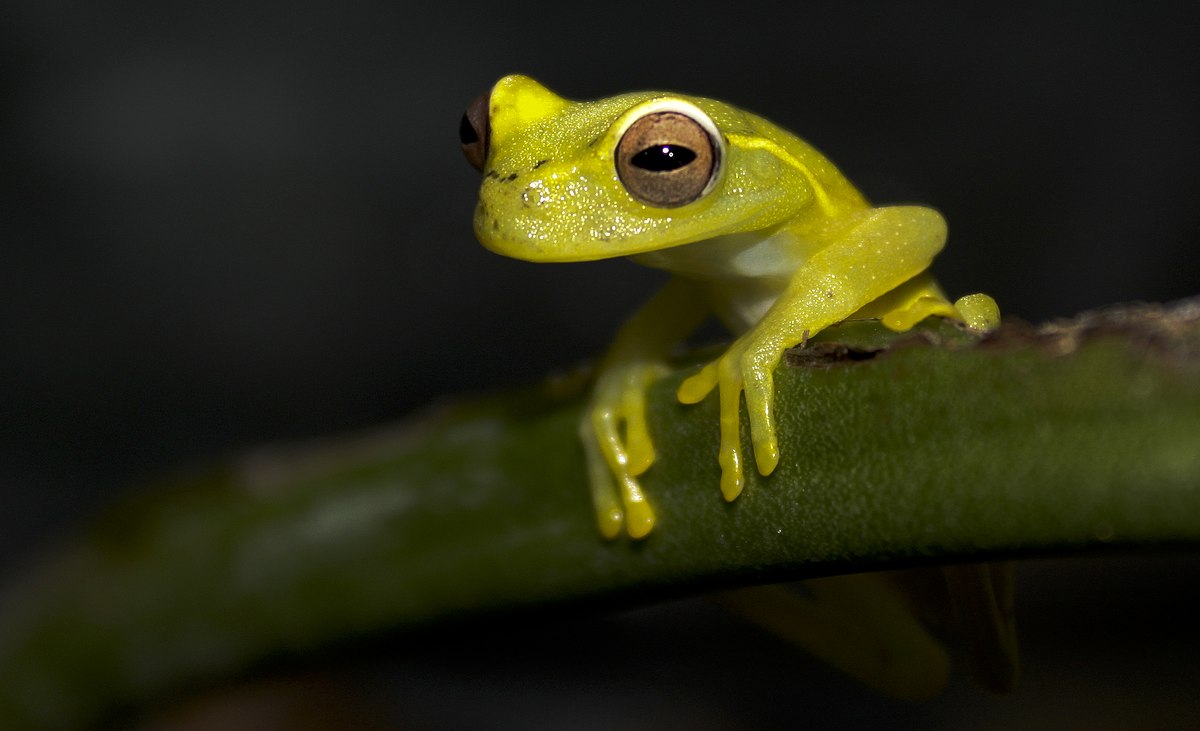 Hyloscirtus colymba