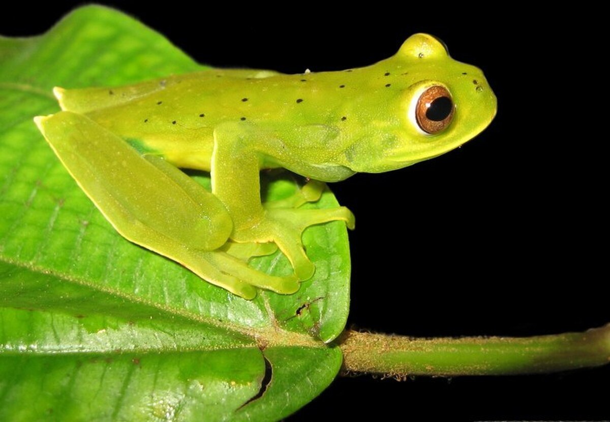 Hyloscirtus denticulentus