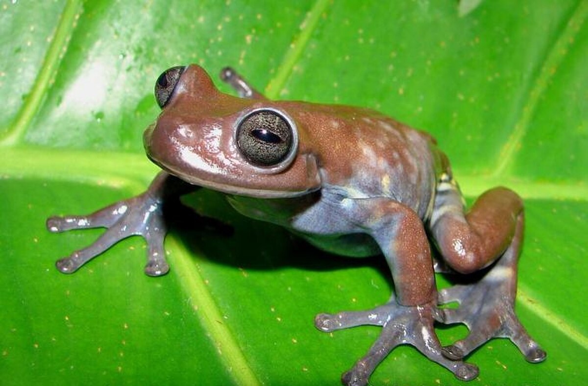 Hyloscirtus larinopygion