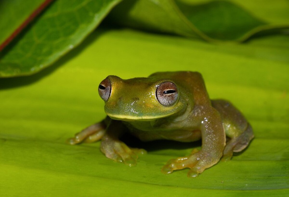 Hyloscirtus palmeri